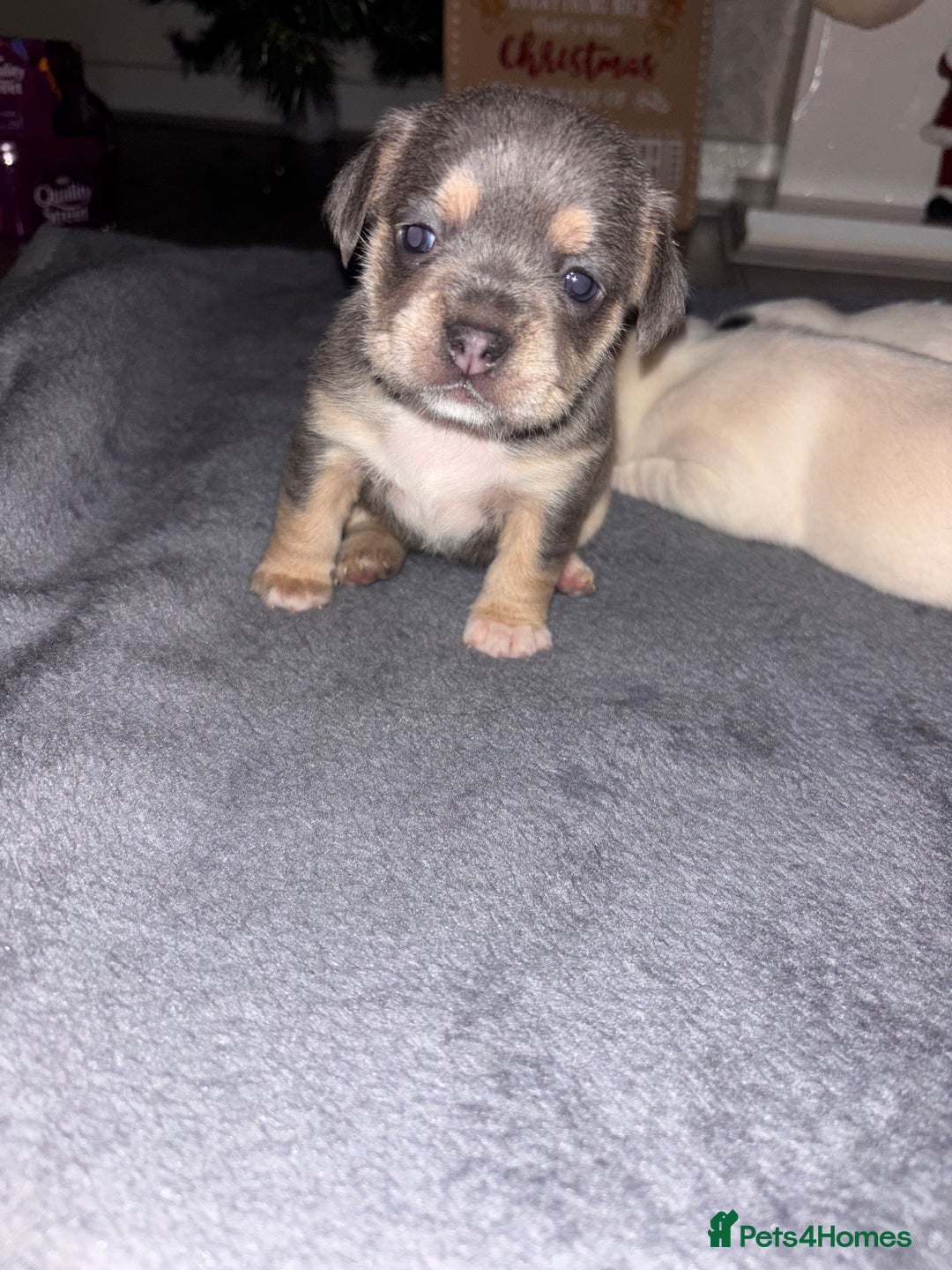 Mixed Breed dogs for sale: French bulldog mixed chihuahua  - Advert 2