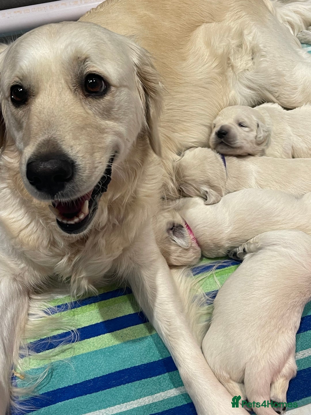 Golden Retriever dogs for sale: Quality Bred Golden Retriever Puppies - Advert 9