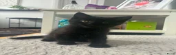 Mixed Breed cats for sale: 3 Kittens Available in Essex in Southend-on-Sea - Advert 3