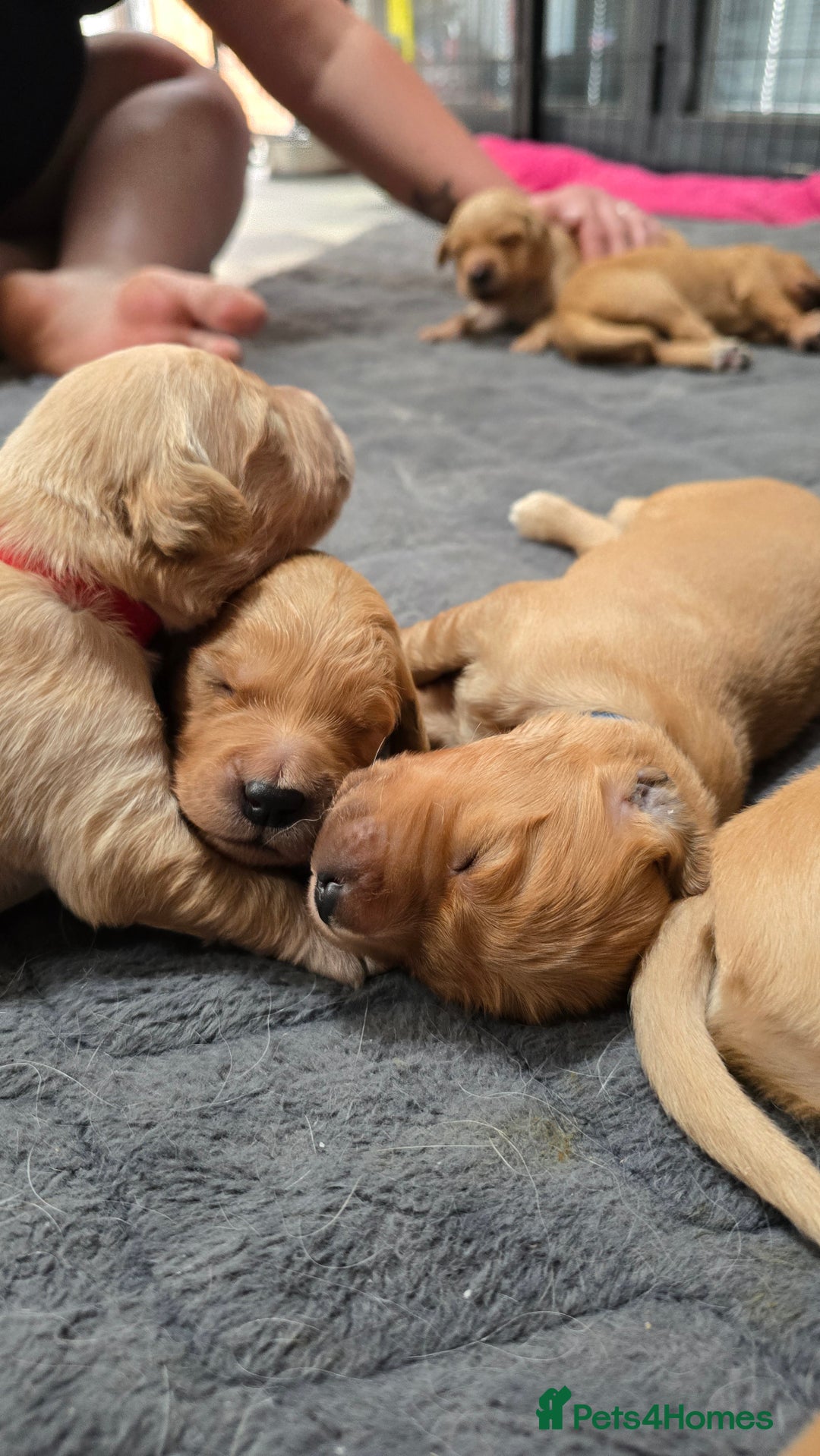 Golden Retriever dogs for sale: 9 Golden Retriever Pups, AKA fluffy bundles of joy - Image 18
