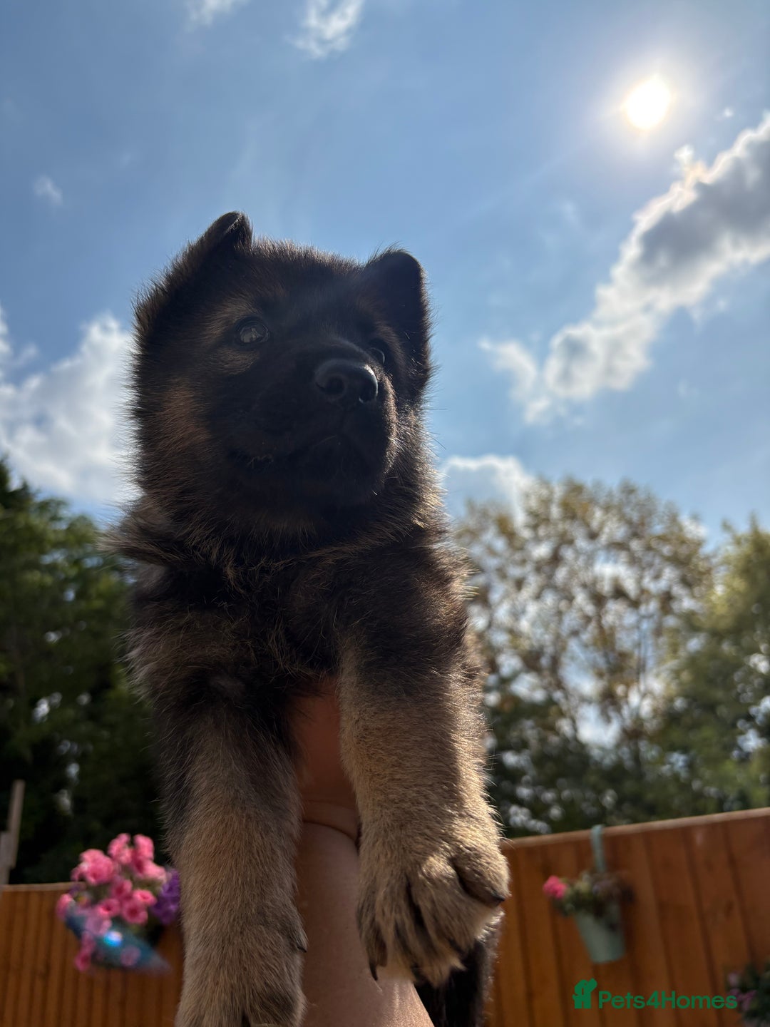 German Shepherd dogs for sale: Stunning German shepherd puppies  - Image 11