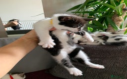 British Shorthair cats for sale: Gorgeous Kittens  - Image 11