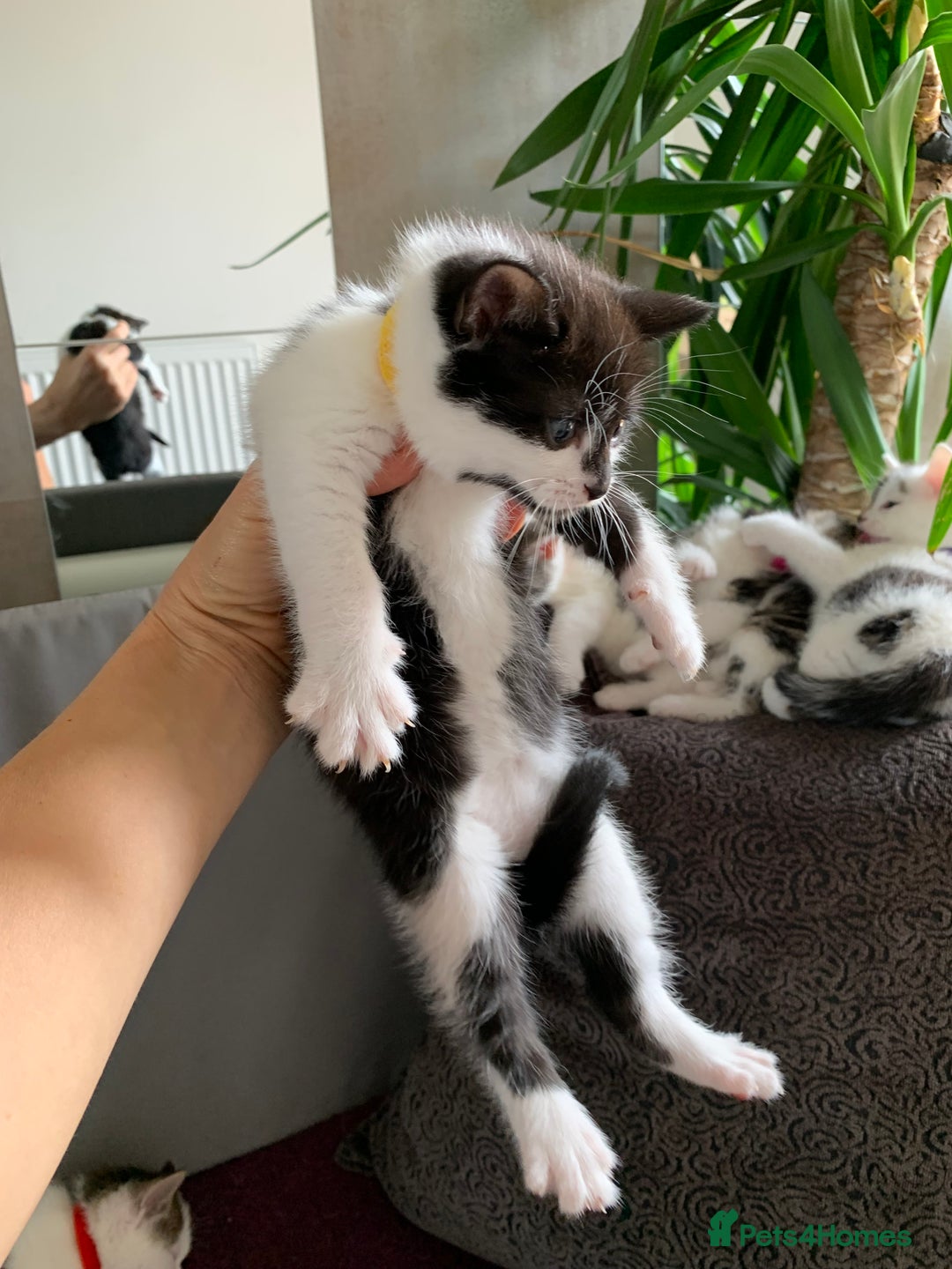British Shorthair cats for sale: Gorgeous Kittens  - Image 11
