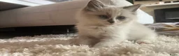 Ragdoll cats for sale: blue&lilac bi colour ragdolls   - Advert 26