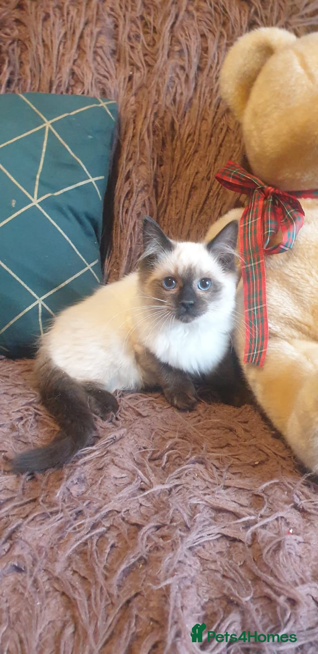 Ragdoll cats for sale: Beautiful GCCF Seal Point Kitten Available. - Advert 2