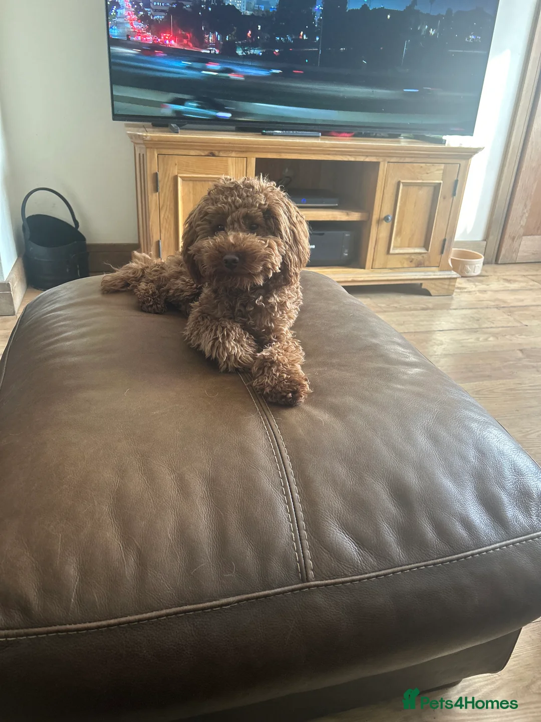 Poodle dogs for stud: Kc Fox red toy poodle for stud  - Advert 3