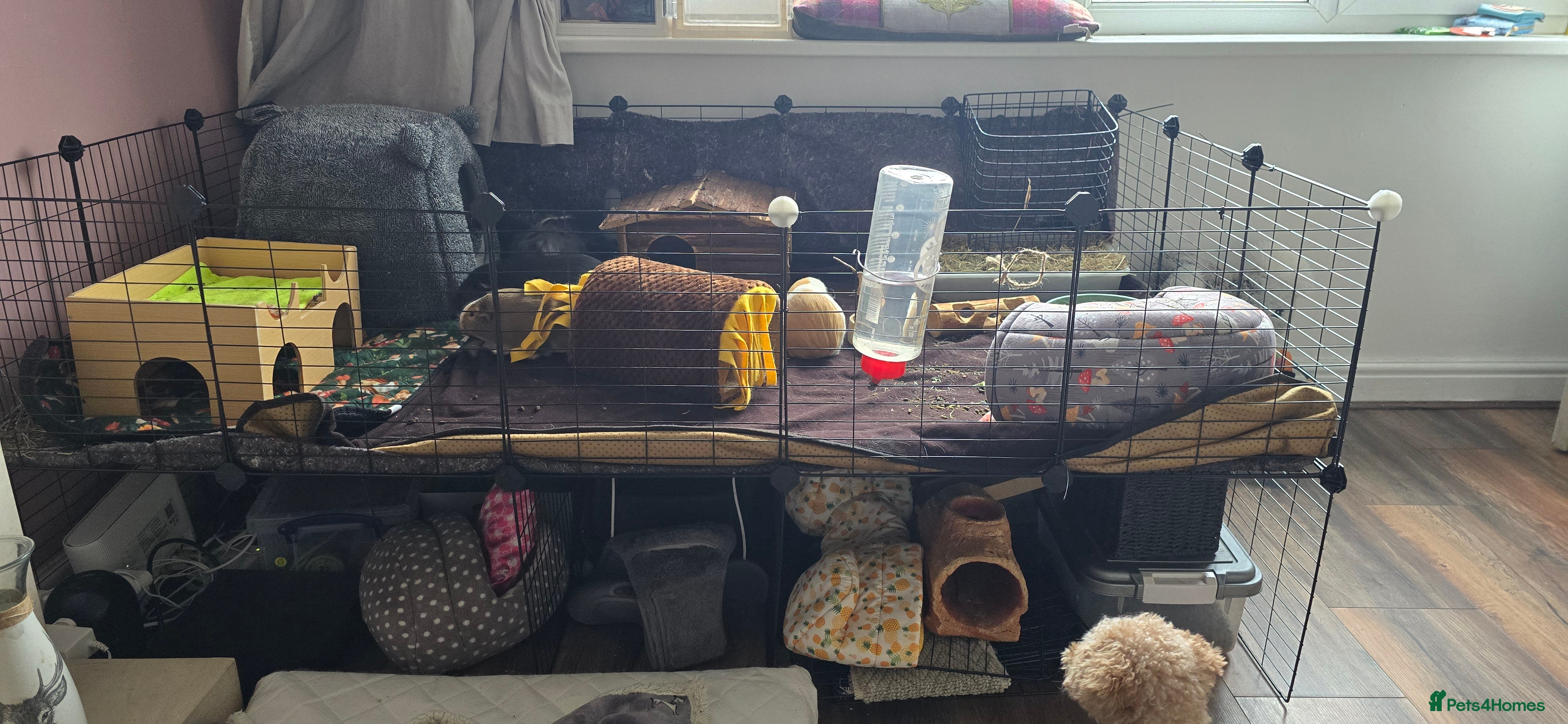 Guinea Pig rodents Full indoor set up and 6 pigs  - Advert 4