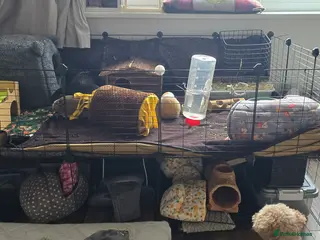 Guinea Pig rodents Full indoor set up and 6 pigs - Advert 4