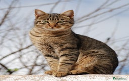 Domestic Shorthair cats for sale: Gorgeous brown tabby girl  - Image 4