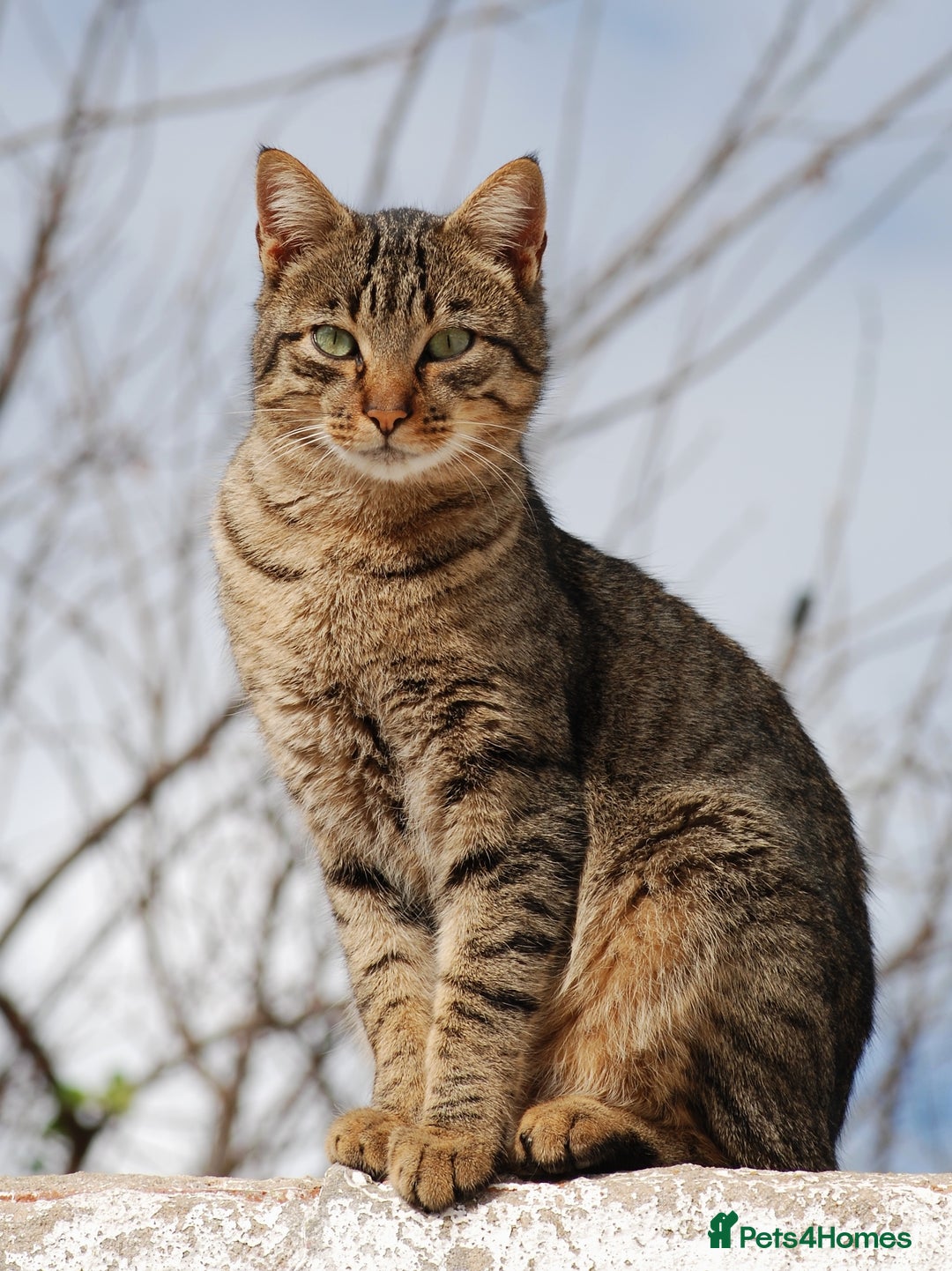 Domestic Shorthair cats for sale: Gorgeous brown tabby girl  - Image 4
