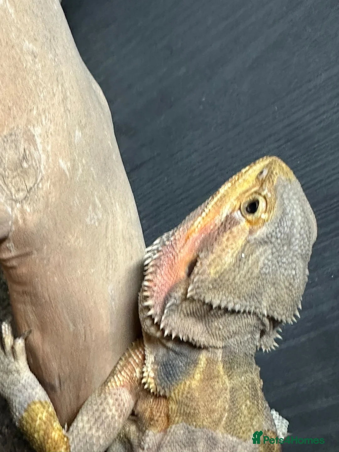 Bearded Dragon reptiles for sale: Adult bearded dragon RTB - Advert 6