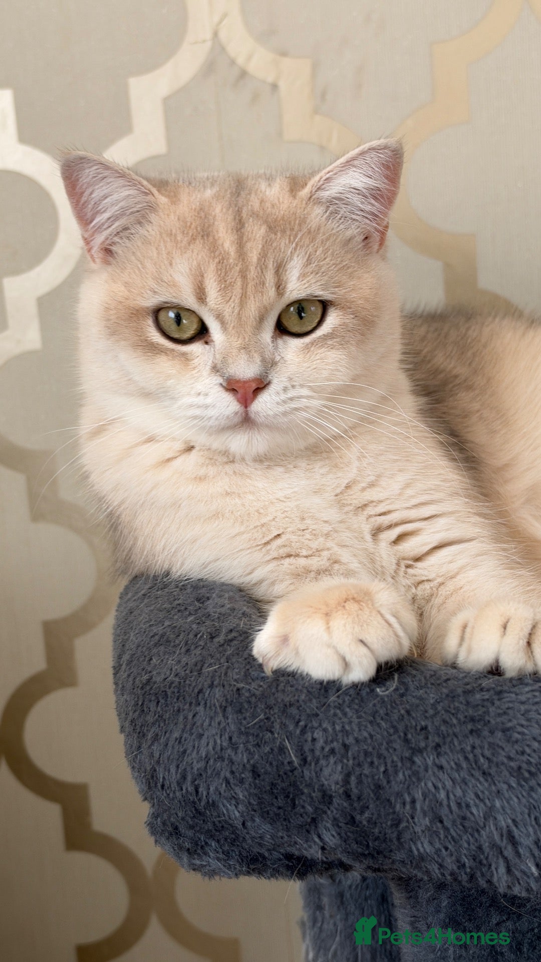 British Shorthair cats GCCF BSH READY FOR NEW HOME GOLD AND BLUE KITTENS - Advert 18