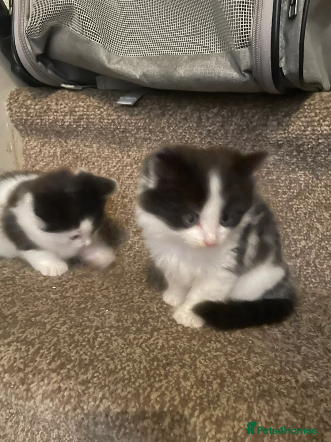 Mixed Breed cats for sale: Adorable fluffy kittens for sale - Advert 2