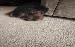 Yorkshire Terrier dogs for sale: 🩵💙yorkshire terrier boy for sale !!!! - Image 4