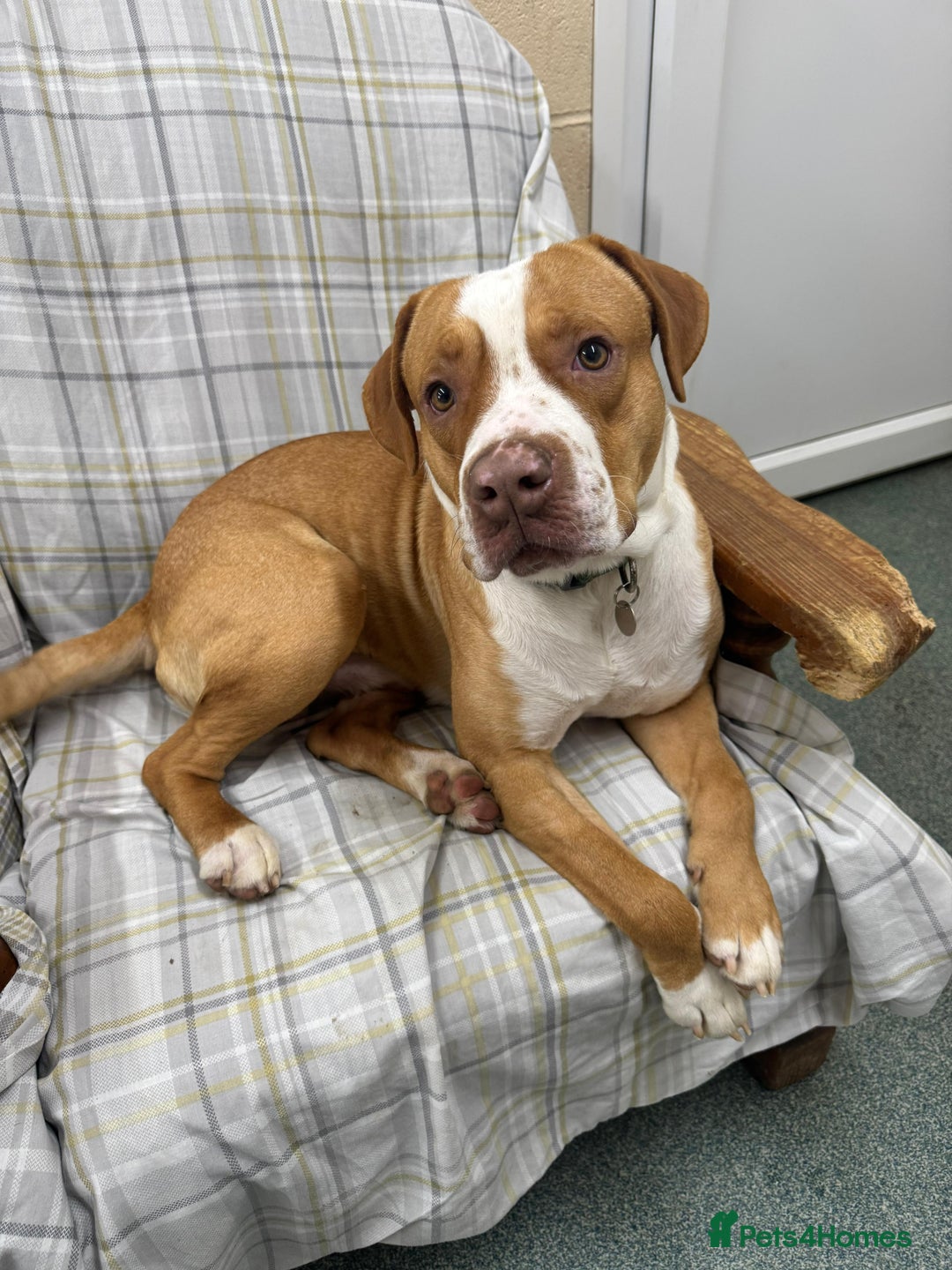 Staffordshire Bull Terrier dogs for adoption: Mortimer - Advert 2