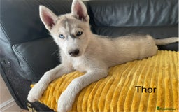 Siberian Husky dogs for sale: Siberian Husky puppies ❤️ - Image 2