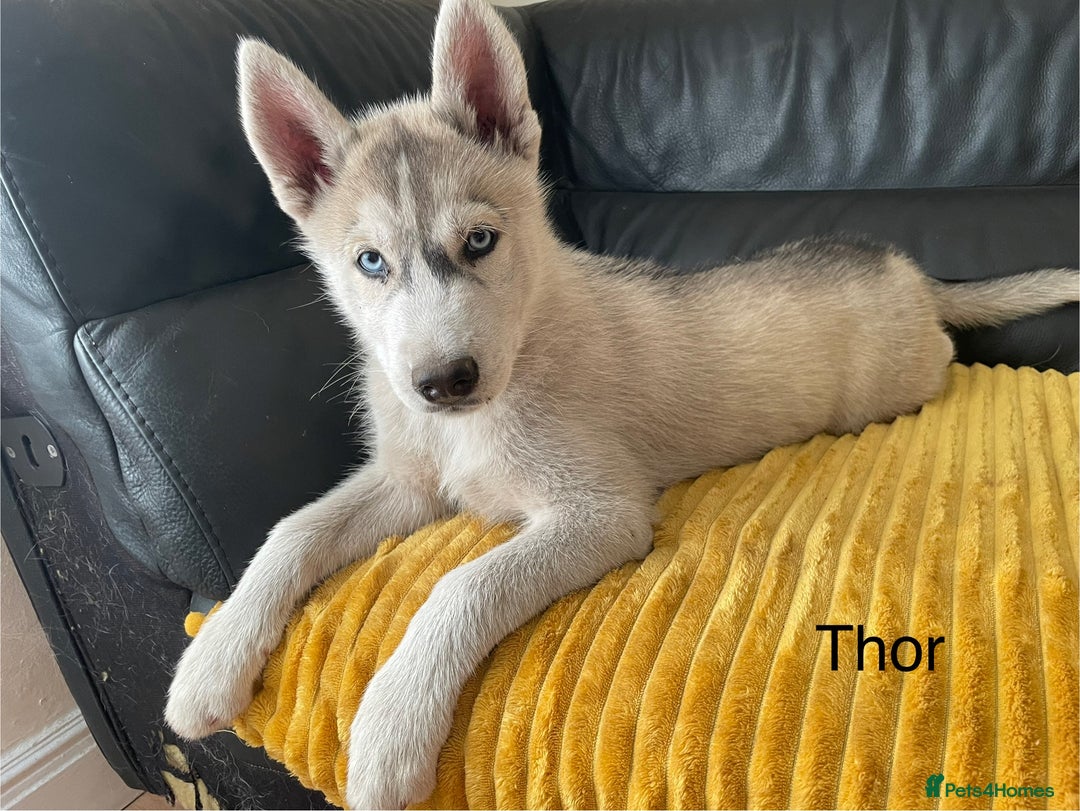 Siberian Husky dogs for sale: Siberian Husky puppies ❤️ - Image 2