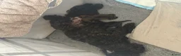 Mixed Breed dogs for sale:  Beautiful Toy Poodle Cross Puppies - Advert 2