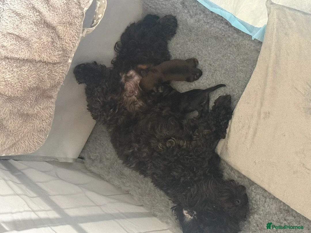 Mixed Breed dogs for sale:  Beautiful Toy Poodle Cross Puppies - Advert 2