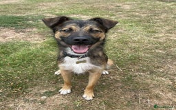 Mixed Breed dogs for adoption: Loki seeks forever home  - Image 3