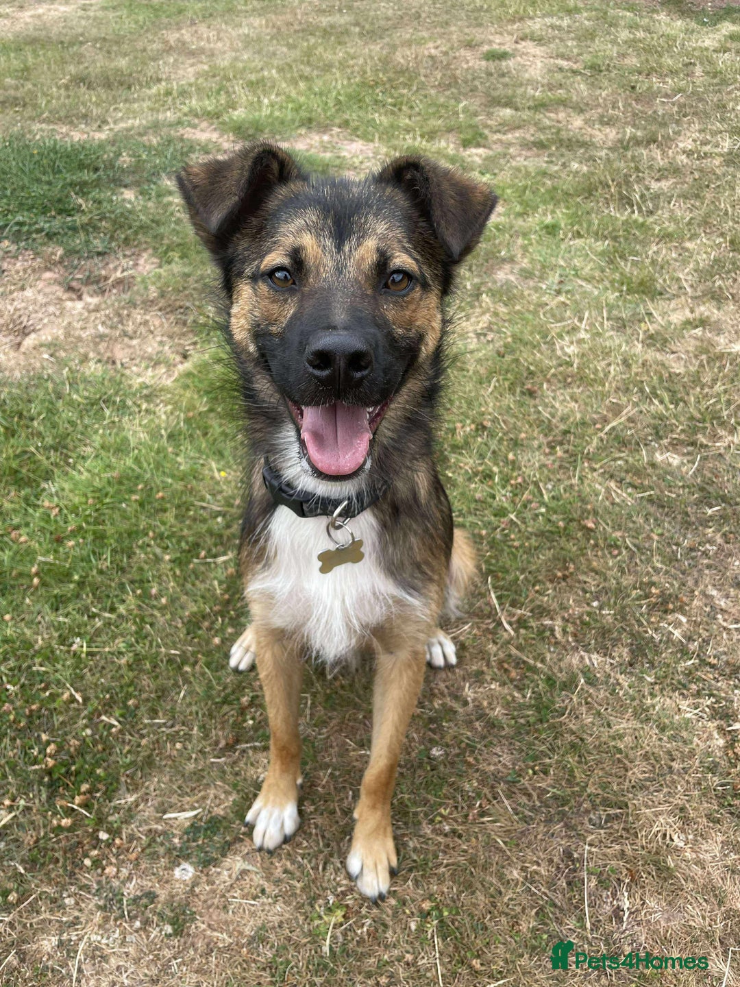 Mixed Breed dogs for adoption: Loki seeks forever home  - Image 3