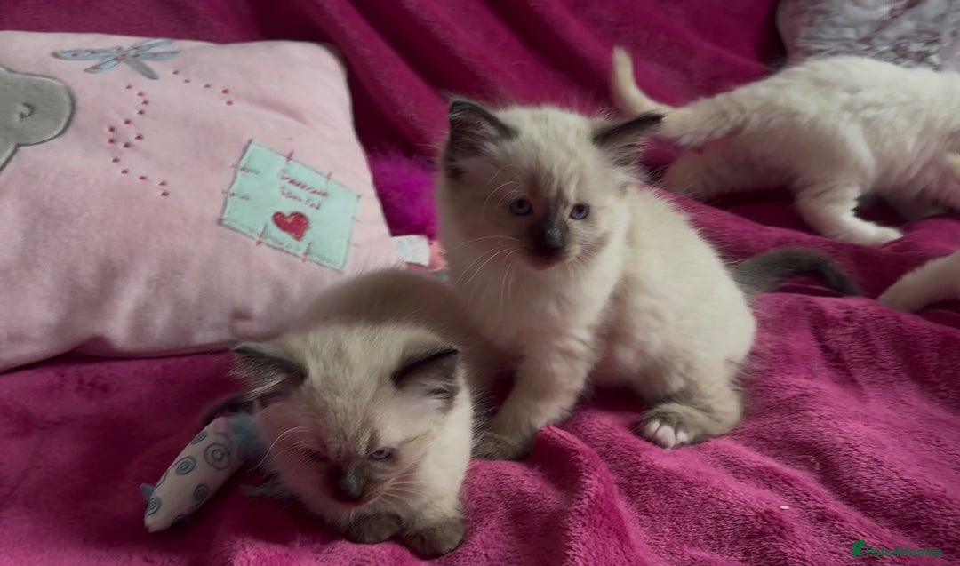 Ragamese cats for sale: Ragamese - Ragdoll x Siamese adorable kittens  - Image 24