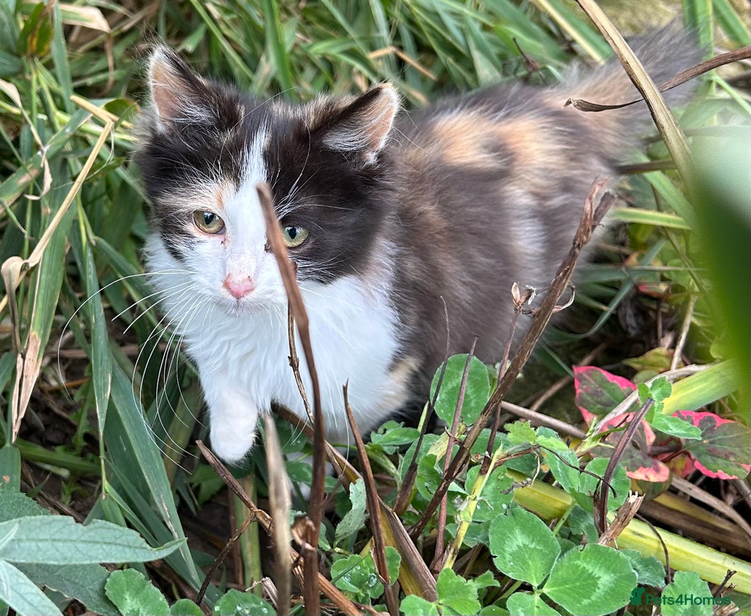 Turkish Van cats for sale: Beautiful kittens ready for loving new homes - Image 9