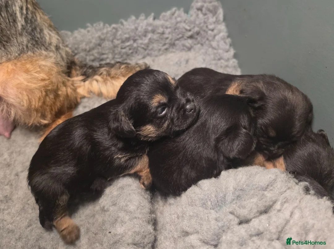 Border Terrier dogs for sale: Summer puppies  - Advert 2