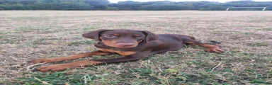 Dobermann Puppy 7
