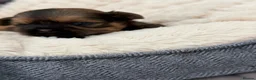 Shih Tzu dogs for sale: Shihtzu babies - Advert 6