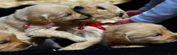 Golden Retriever dogs for sale: Golden Retriever Puppies for Sale / READY NOW!!!! - Advert 17