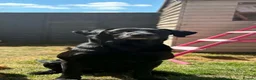 Labrador Retriever dogs for sale: Black lab puppies in Ipswich - Advert 13