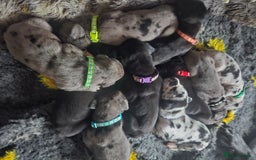 Great Dane dogs for sale: Great dane puppies  - Image 16