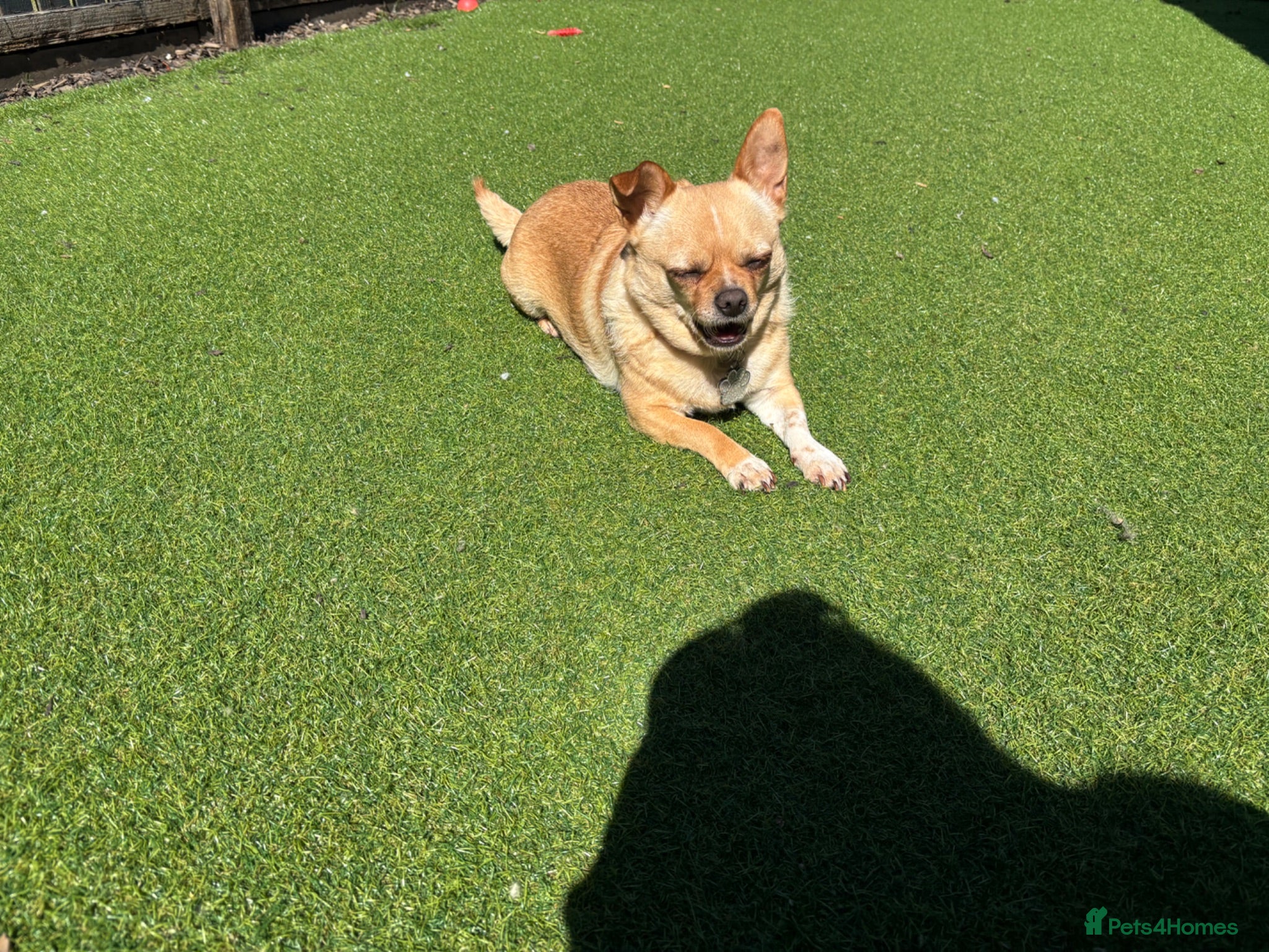 Chihuahua dogs Female Chihuahua ready now - Advert 1