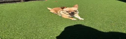 Chihuahua dogs for sale: Female Chihuahua ready now - Advert 1