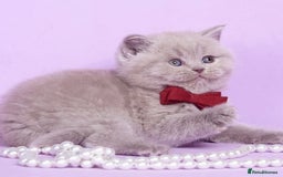 British Shorthair cats for sale: Beautiful lilac/fawn British shorthair kittens - Image 6