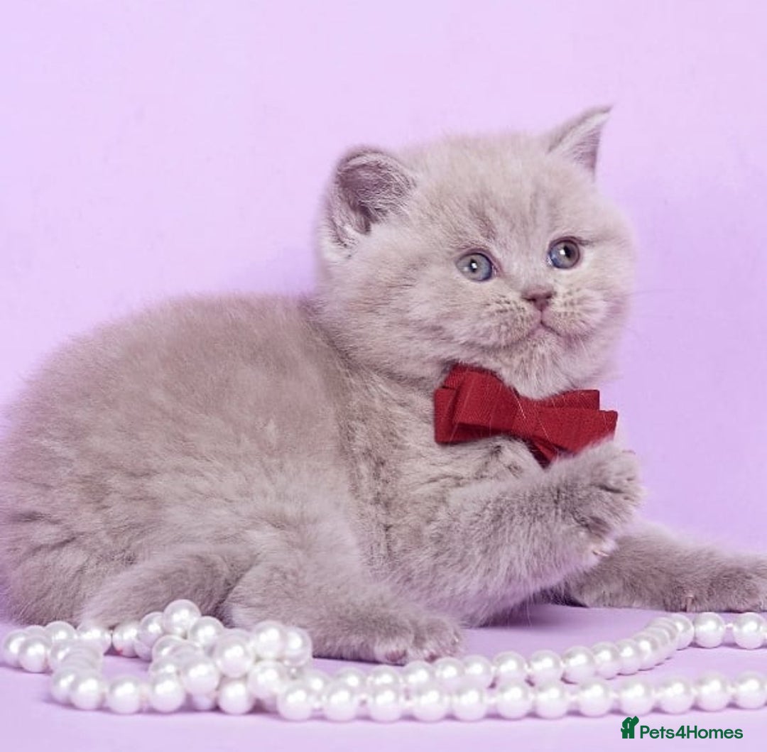 British Shorthair cats for sale: Beautiful lilac/fawn British shorthair kittens - Image 6