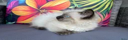 Ragdoll cats for sale: Two beautiful Ragdoll kittens - Advert 20