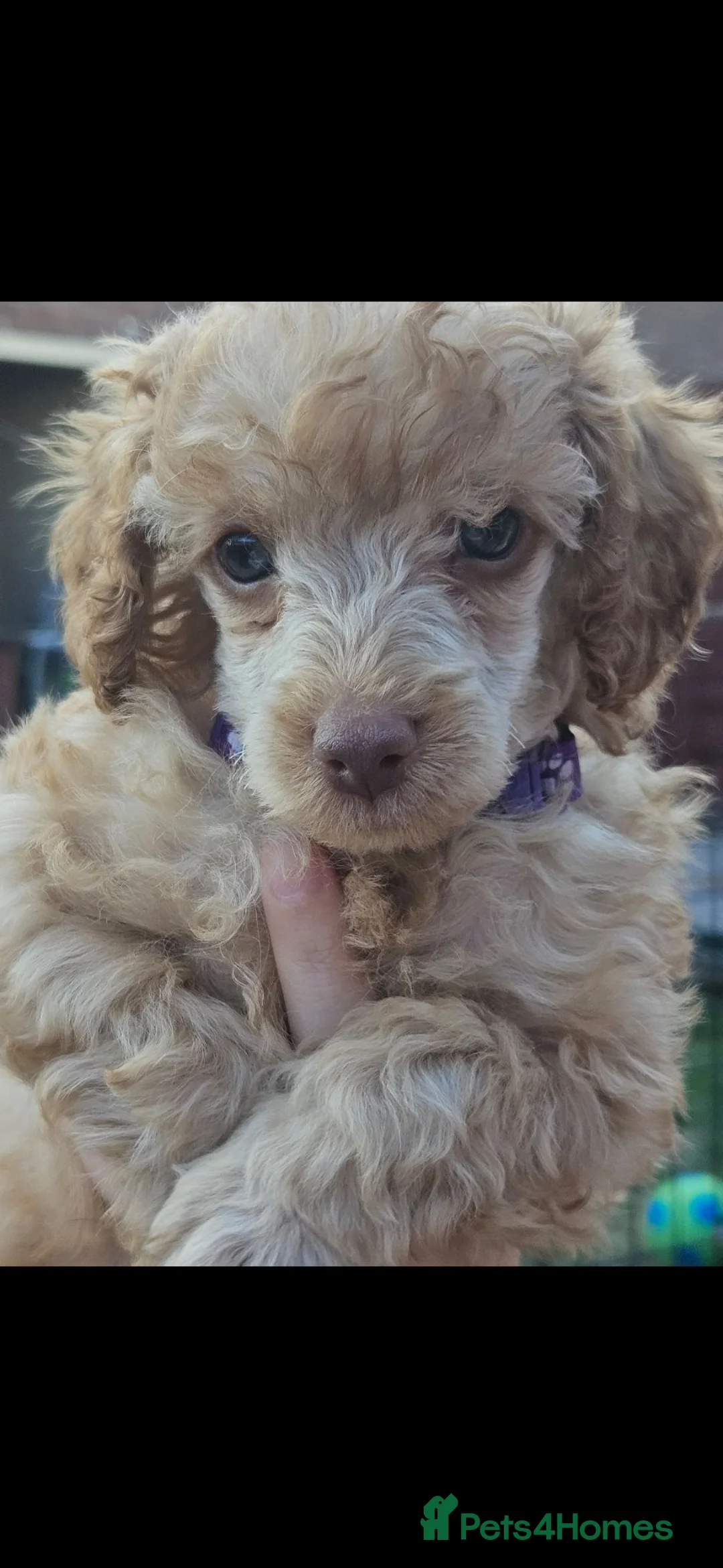 Toy Poodle dogs for sale: 8 weeks old Toy poodle male pup - Advert 2