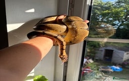 Python Snake reptiles for sale: Royal/Ball Python -spider, calico, orange dream - Image 2