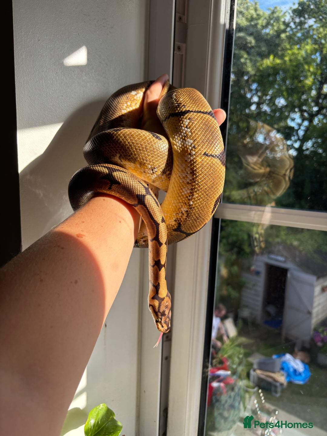Python Snake reptiles for sale: Royal/Ball Python -spider, calico, orange dream - Image 2
