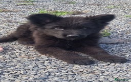 German Shepherd dogs for sale: German Shepherd pups  - Image 3