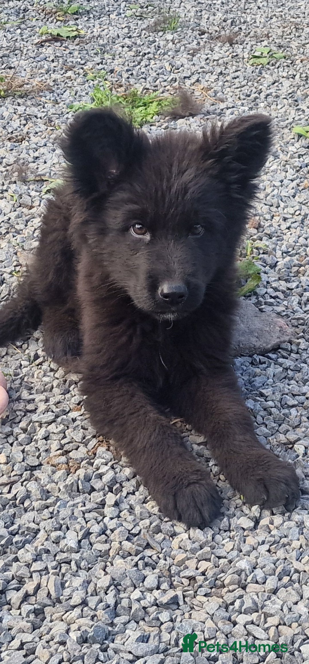 German Shepherd dogs for sale: German Shepherd pups  - Image 3