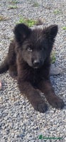 German Shepherd dogs - Advert 4