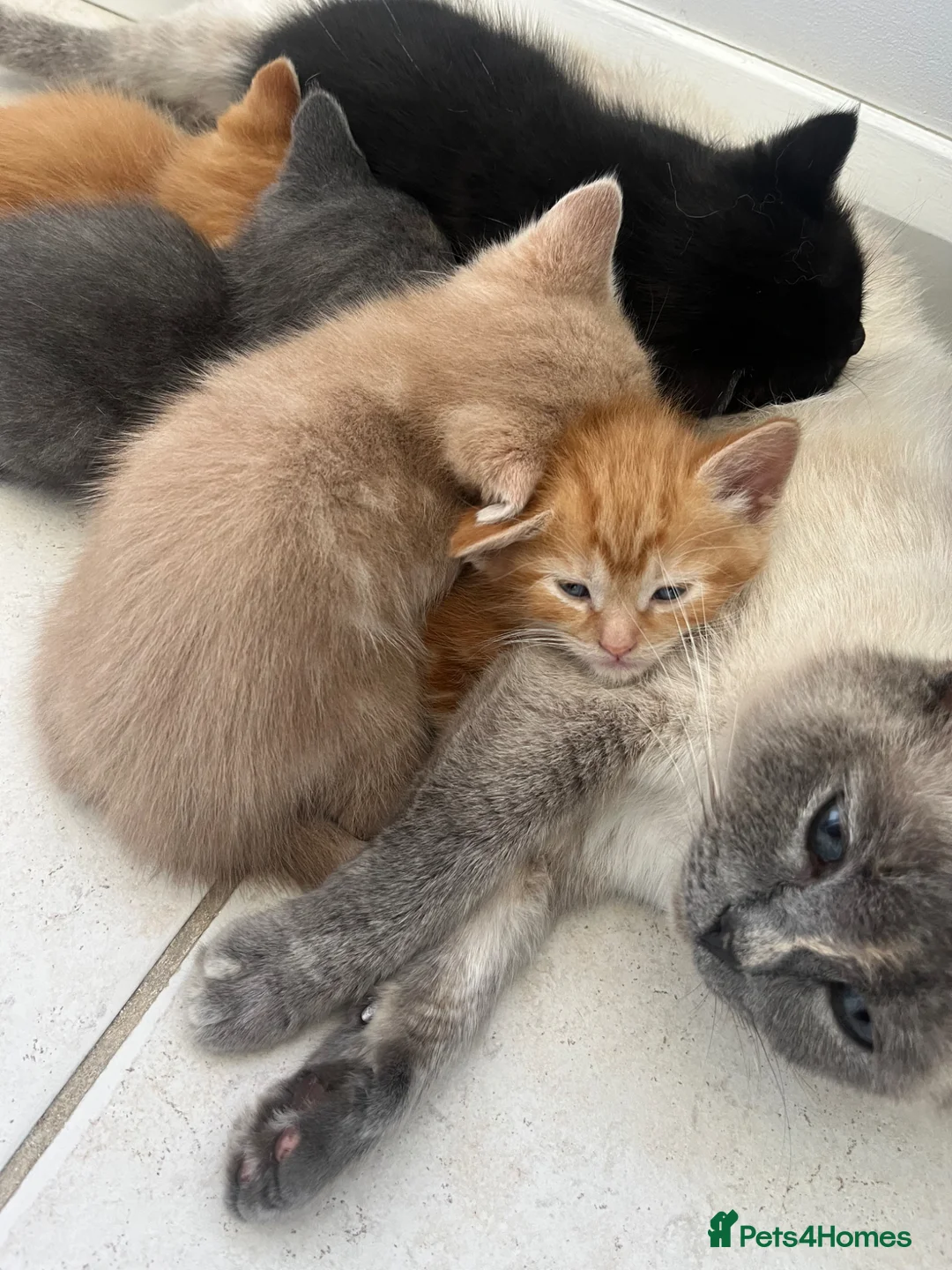 Ragdoll cats for sale: Very affectionate loving black ragdoll boy  - Advert 22