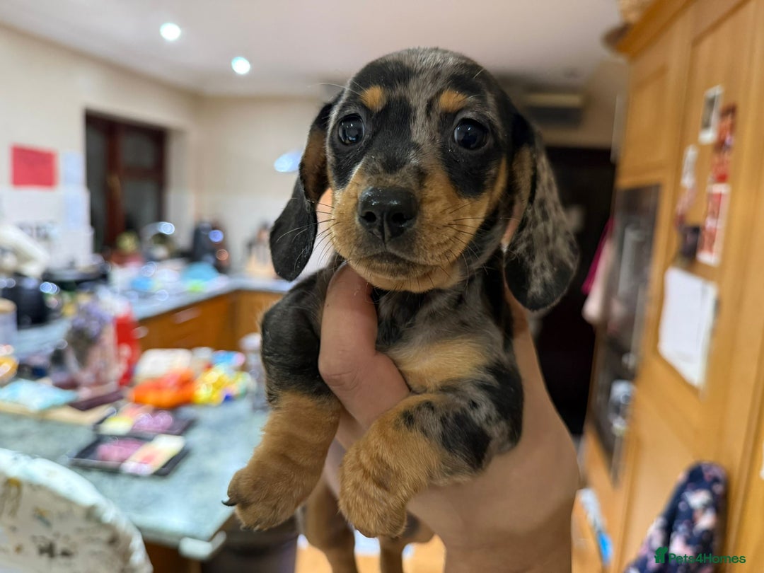 Dachshund dogs for sale: Miniture Silver Dapple Dachshunds - Advert 1