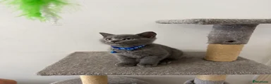 British Shorthair 1