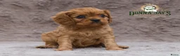 Cavalier King Charles Spaniel dogs for sale: Donna Jays Petite Cavaliers 🌟🌟🌟🌟🌟 - Advert 3