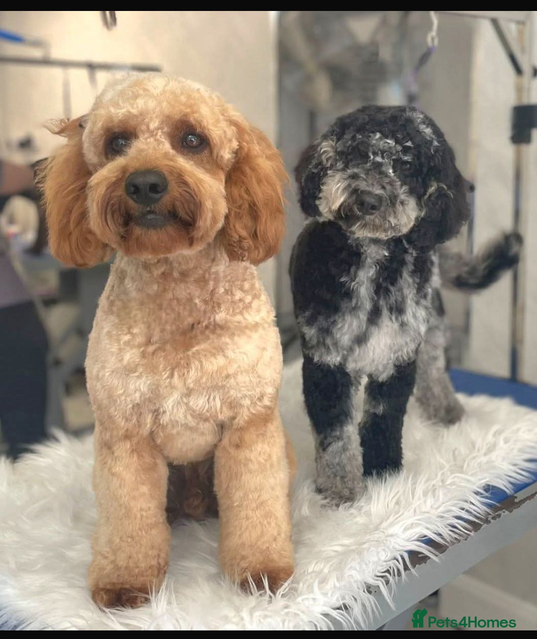 Cockapoo dogs for sale: F1B Cockapoo’s  - Advert 10
