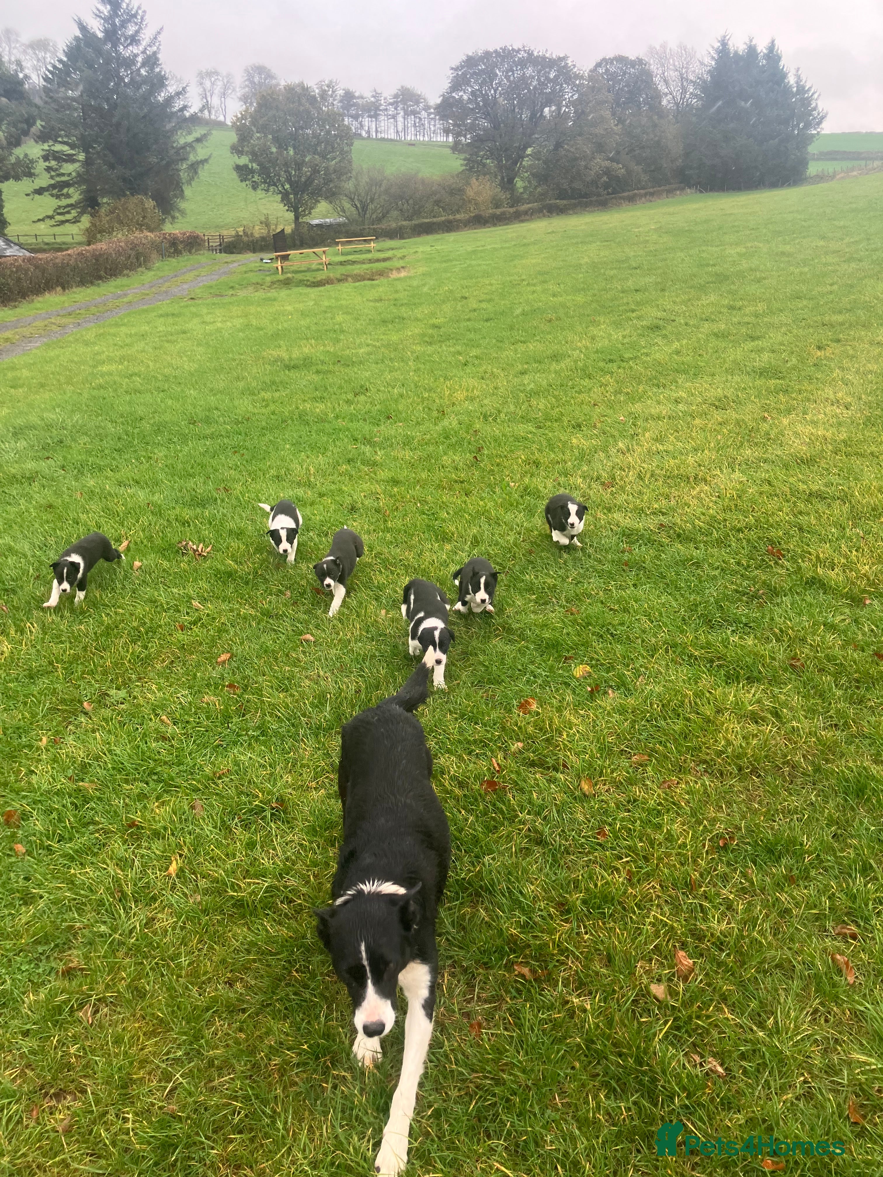 Border Collie dogs Lovely border collie pup’s available  - Advert 14